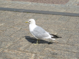Gaviota