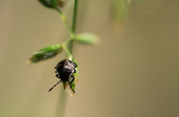 Black bug on weed