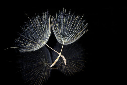 Two dandelion seeds with reflection on black background (extreme macro)