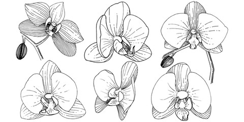Orchid flower in a vector style isolated. Full name of the plant: orchid. Vector flower for background, texture, wrapper pattern, frame or border.