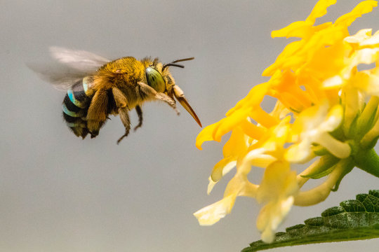 Bee pollinating a flower, Jakarta, Indonesia