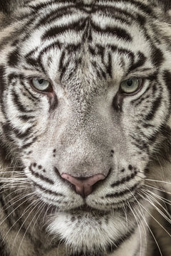 Portrait of white tiger