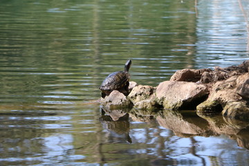 Aquatic turtles in the Laghetto di Villa Borghese in Rome, Italy