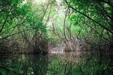 Tropical river and mangrove rain forest lit by sun. Sri Lanka