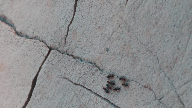 Ants running on the rock.