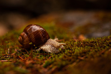 Snail