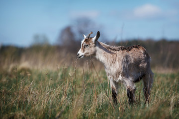 Beautiful brown little goatling with small horns grazing in the meadow