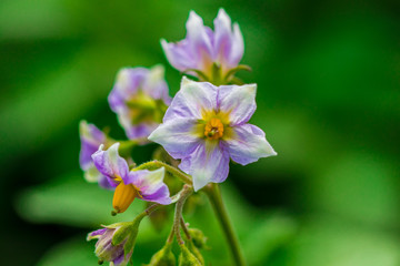 potato flowers blooming in the field, close-up