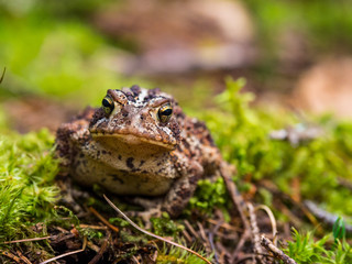 Toad on Green Mossy Ground, Close Up