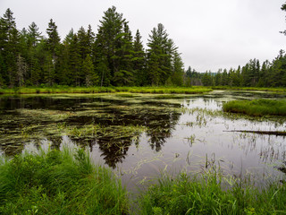 Fototapeta na wymiar Forest Pond, Swamp in Lush Green Woods