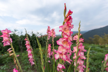 Gladiolus in garden,close up