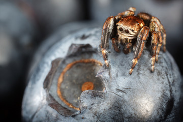 Vaccinium fruits and brown jumping spider