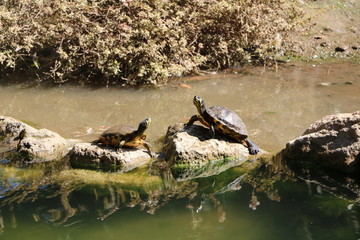 Chrysemys picta dorsalis in the Laghetto di Villa Borghese in Rome, Italy