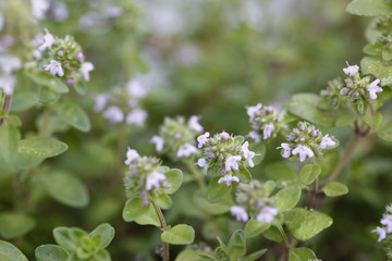 Flowering thyme with copy space