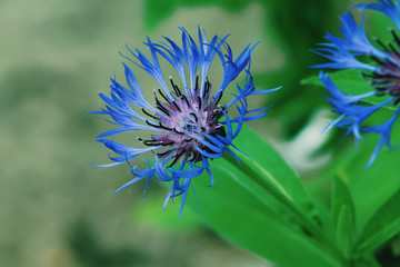 Blue wild flowers of cornflowers. Colorful cornflower as wallpaper