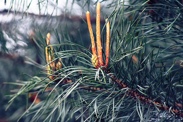 Naklejka na ściany i meble Closeup of fir branches with young buds, blurred background