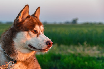 Portrait of red husky dog on background of green field and evening sky. Siberian husky with amber eyes looking away. Side view.