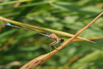Ważka ,siedząca ważka ,ważka na trawie
