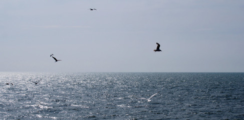 wide panoramic image of seagulls flying over a calm sunlit summer sea with clear blue sky