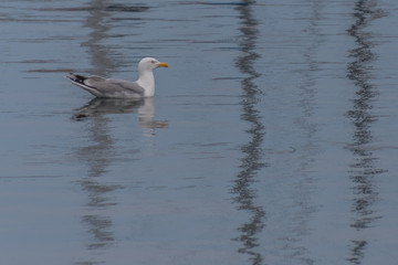 Möwe in Boltenhagen
