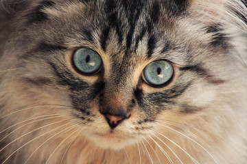 A close-up of a cat with blue eyes that looks to the camera