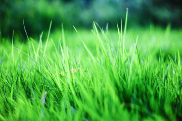 Obraz premium green grass background,the sun shines through the grass, texture of grass