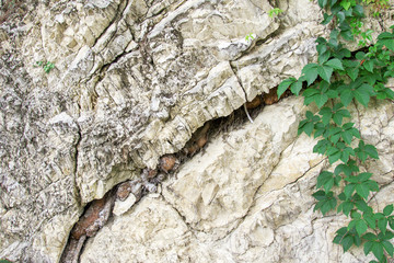 a plant of lianas descends on a mountain rock
