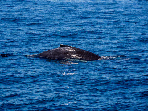 Humpback Whale Back Breaching in Ocean Water