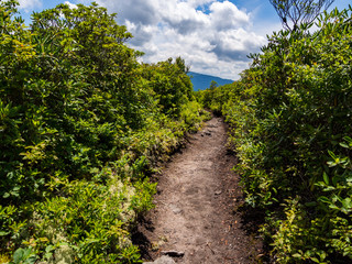 Fototapeta na wymiar Mountain Trail Through Dense Foliage