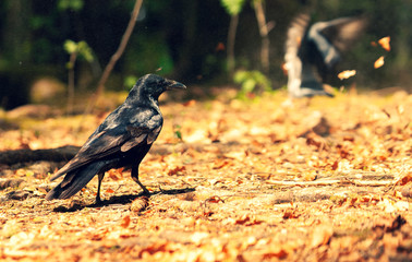 Crow