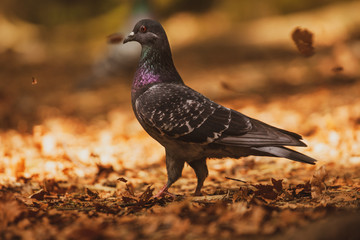 Pigeon