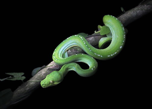 Close-up of a Green tree python (Morelia viridis) on a branch at night, Cape York, Queensland, Australia