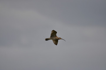 Brachvogel