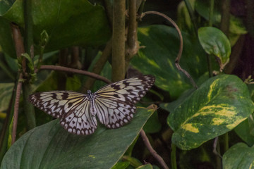 Schmetterlings haus Boltenhagen