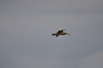 Brachvogel