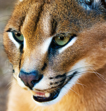 Portrait of a Caracal snarling, South Africa