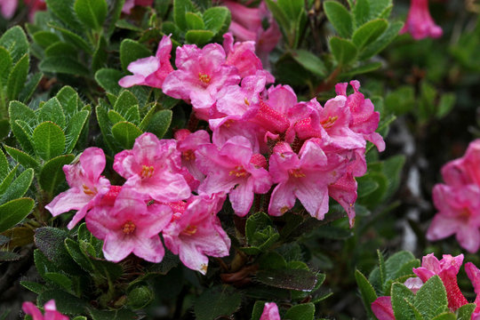 rododendro peloso (Rhododendron hirsutum) tipico dei suoli calcarei