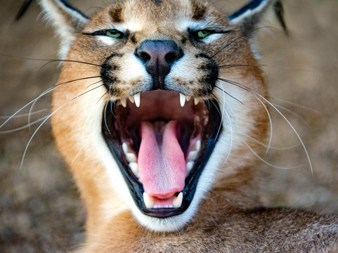 Portrait of a caracal growling, South Africa