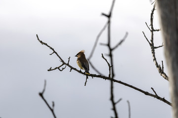 Jaseur d'Amérique, Cedar Waxwing, Estrie Québec Canada