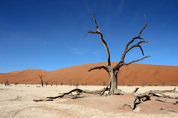 Toter Baum in der Namib