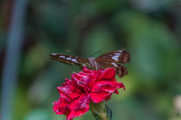Schmetterlings haus Boltenhagen