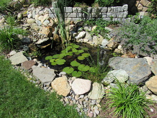 View of a man made pond with lily pads and plants surrounding it 