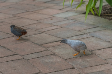Wachtel im Schmetterlingshaus Boltenhagen