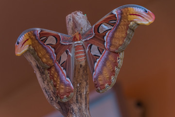 Schmetterlings haus Boltenhagen