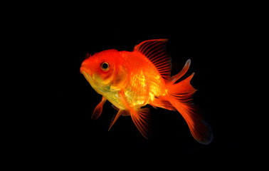 Fototapeta premium goldfish isolated on black background