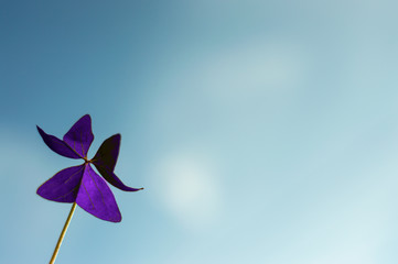 Obraz na płótnie Canvas Lilac Plant 