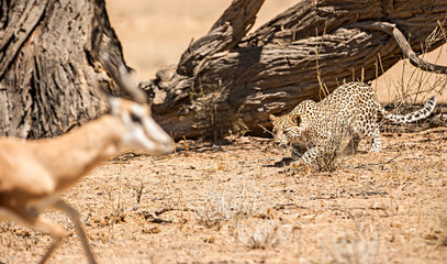 Leopard stalking an antelope, Kgalagadi Transfrontier Park, South Africa