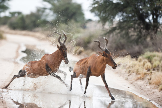 Side view of Two red hartebeest running across a wet road, Kgalagadi Transfrontier Park, South Africa