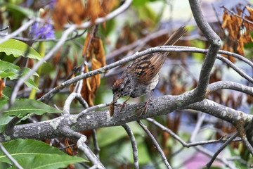 Bruant des marais, Swamp Sparrow Embérizidés Québec Estrie Canada