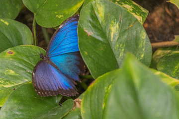 Schmetterlingshaus Boltenhagen
